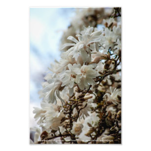 Impression Photo Starry Magnolia 5781