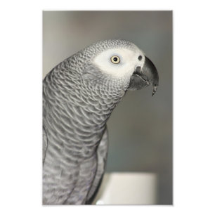 Impression Photo Stately african Grey Parrot