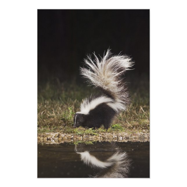 Impression Photo Stried Skunk, Mephitis mephitis (Devant)