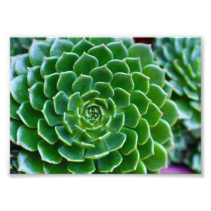 Impression Photo Succulent vert