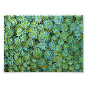 Impression Photo Succulents - plante Echeveria