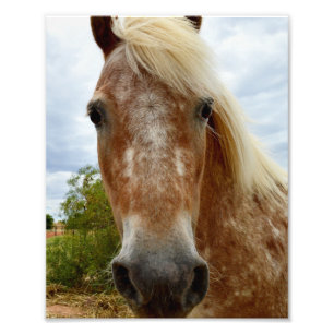 Impression Photo Sucre Le Cheval Appaloosa,