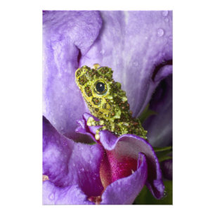 Impression Photo Sud-est du Vietnam. Gros plan sur la grenouille de