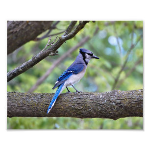 Impression Photo Summer Blue Jay