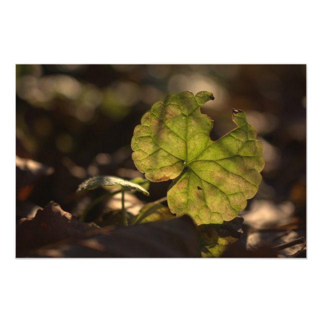 Impression photo Sun CC0305 novembre (Devant)