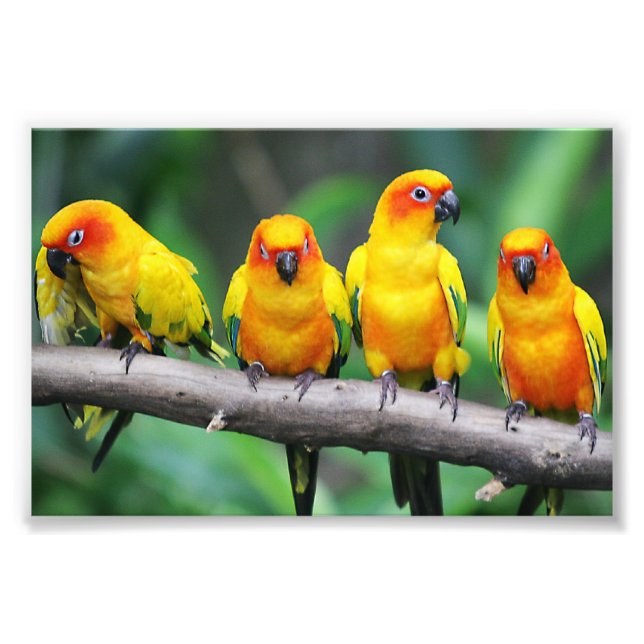 Impression Photo Sun Conures (Devant)