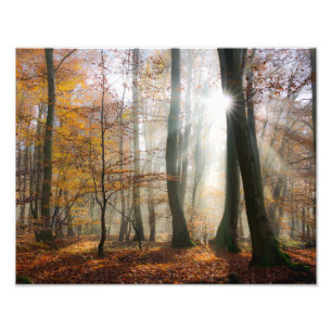 Impression Photo Sun Rays Mystic Misty Forêt Pittoresque - Paperpri