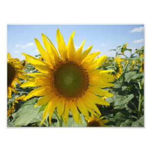 Impression Photo Sunflower