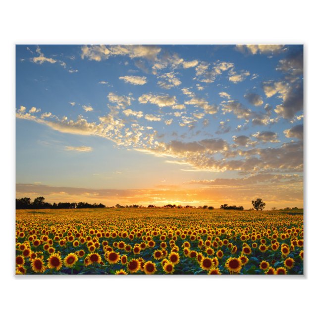 Impression Photo Sunflower Field (Devant)