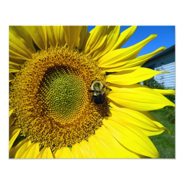 Impression Photo sunflower with bumble bee (Devant)