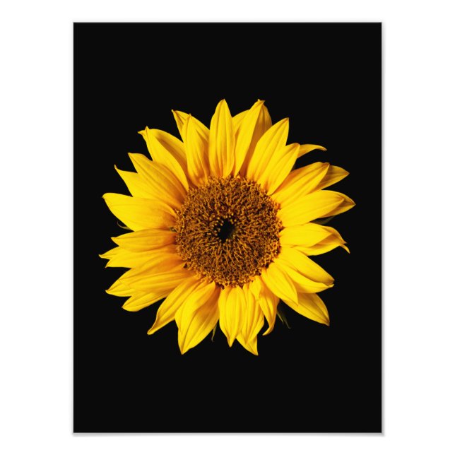 Impression Photo Sunflower Yellow on Black (Devant)