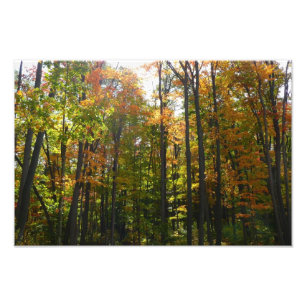 Impression Photo Sunlit Fall Forest Paysage d'automne