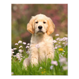 Impression Photo Super Golden Retriever Chien Chien Puppy - Papier
