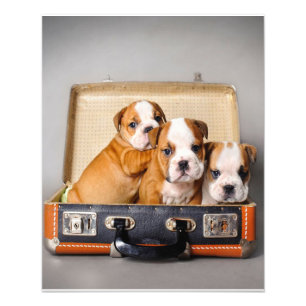 Impression Photo Superbes chiots Bulldog AMOUREUX DES CHIENS