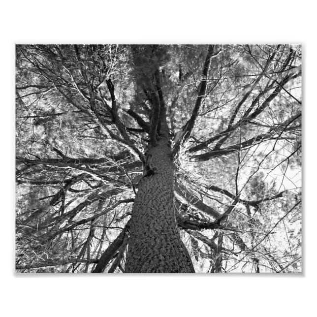 Impression Photo Supprimer l'ancien arbre (Devant)