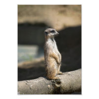 Suricate