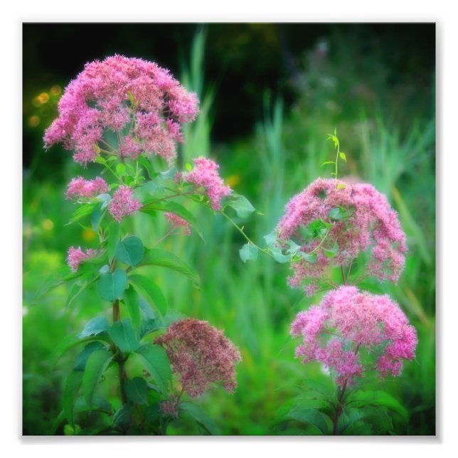 Impression Photo Sweet Joe Pye Weed Fleur sauvage 8x8 (Devant)