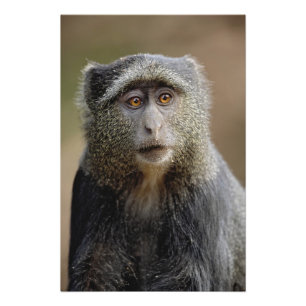 Impression Photo Sykes ou singe bleu, Cercopithecus mitis,