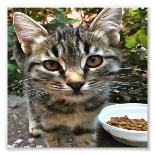 Impression Photo Tabby Cat Kitten Faire contact visuel