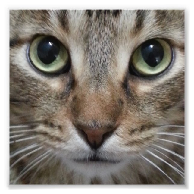Impression Photo Tabby Chat Brown (Devant)