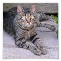 Tabby Chat Brown à l'extérieur