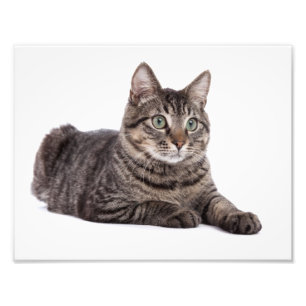 Impression Photo Tabby Gris