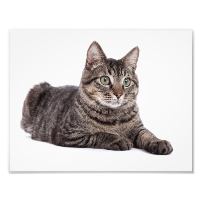 Impression Photo Tabby Gris (Devant)