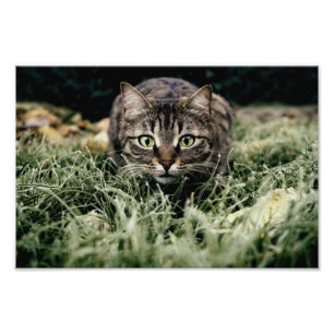 Impression Photo Tabby the Domestic Cat