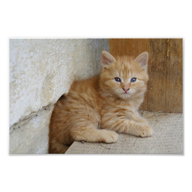 Impression Photo Tabby Tomcat Kitten (Devant)
