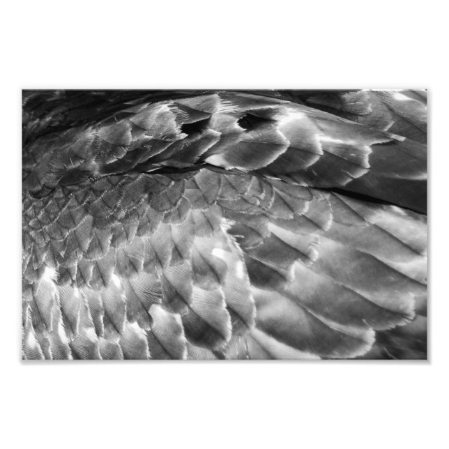 Impression Photo Take Flight (Devant)