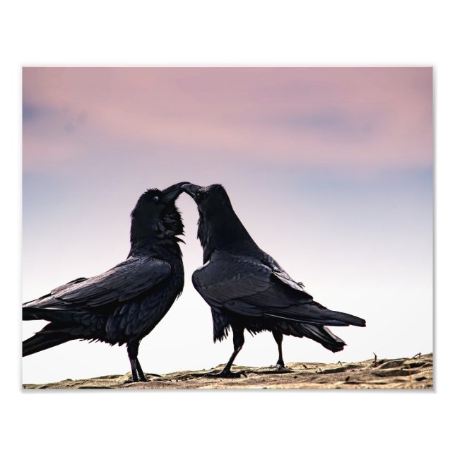 Impression photo Talking Raven (Devant)