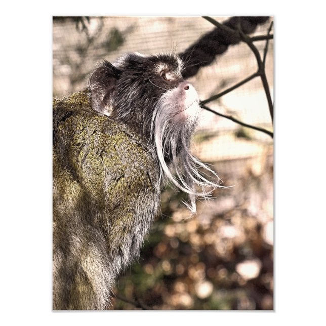 IMPRESSION PHOTO TAMARIN MONKEY (Devant)