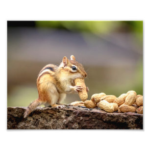 Impression Photo tamia 10x8 mangeant une arachide