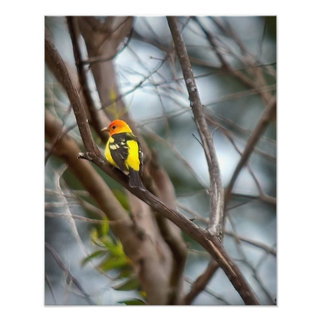 Impression Photo Tanager de l'Ouest (Devant)