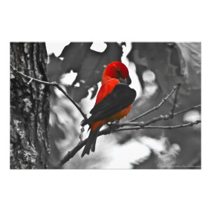 Impression Photo Tangara écarlate mâle