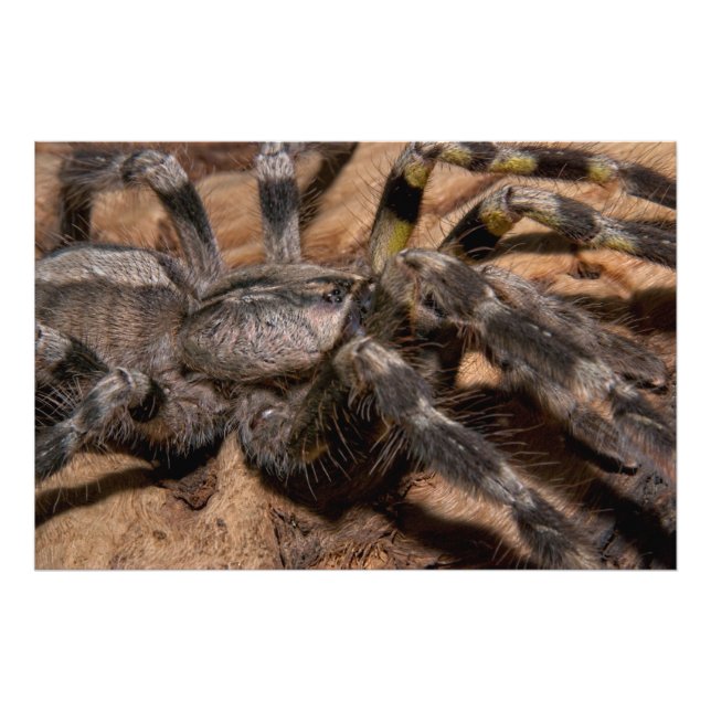 Impression Photo Tarantula ornementale indienne (Devant)