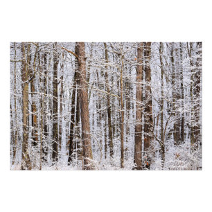 Impression Photo Tempête glaciaire d'hiver dans la forêt