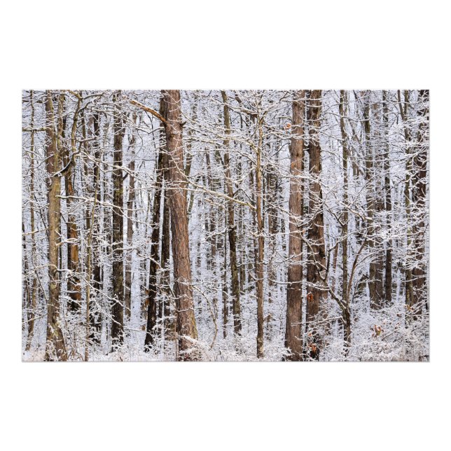 Impression Photo Tempête glaciaire d'hiver dans la forêt (Devant)