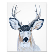 Tête de cerf au crayon