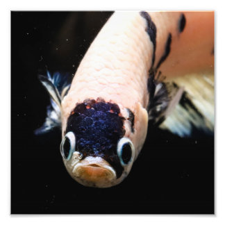 Impression Photo Tête de poisson Betta