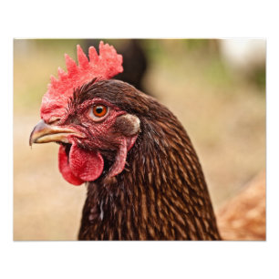 Impression Photo Tête de poulet !