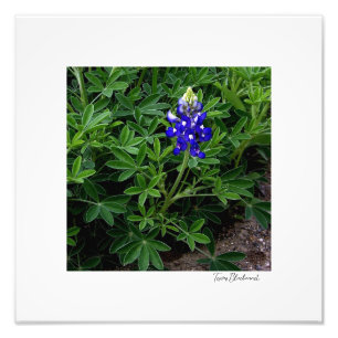 Impression Photo Texas Bluebonnet