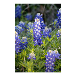 Impression Photo Texas Bluebonnet