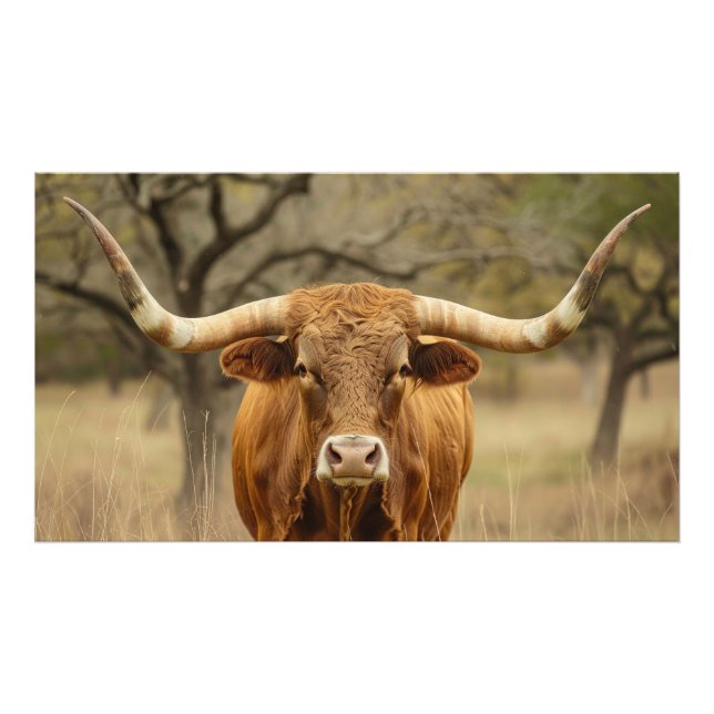 Impression Photo Texas Longhorn Bull (Devant)