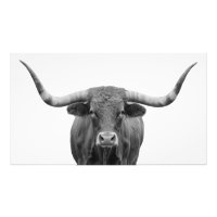 Texas Longhorn Bull noir blanc