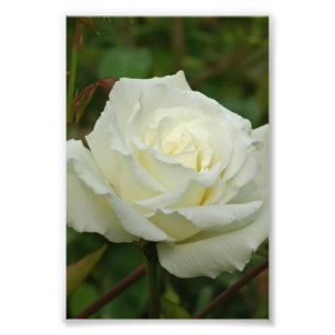 Impression Photo Thé hybride blanc "Mrs. Rose de Herbert Stevens