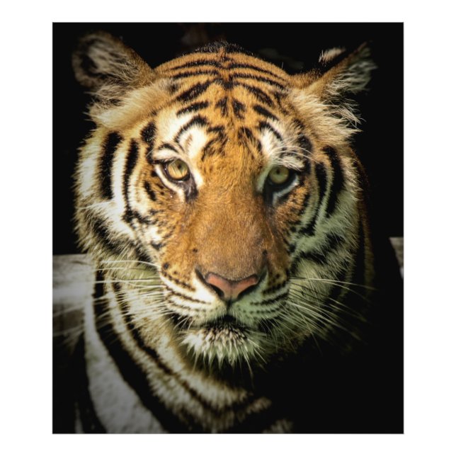 Impression Photo tigre (Devant)