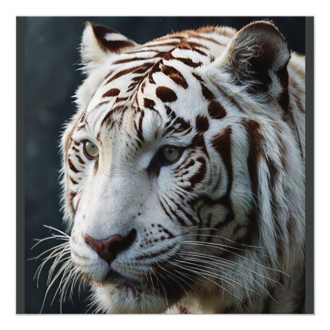 Impression Photo Tigre blanc (Devant)