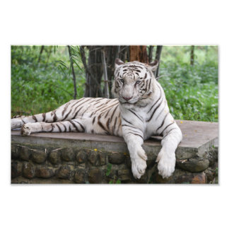 Impression Photo Tigre blanc du Bengale