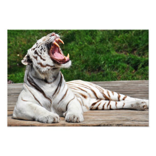 Impression Photo Tigre blanc, Tigre du Bengale